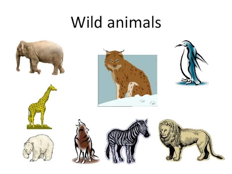 Английский язык 3 класс дикие животные. Животные на англ. Дикие животные на английском. Wild animals английский язык. Хищные животные.