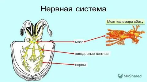 Выделительная система головоногих моллюсков