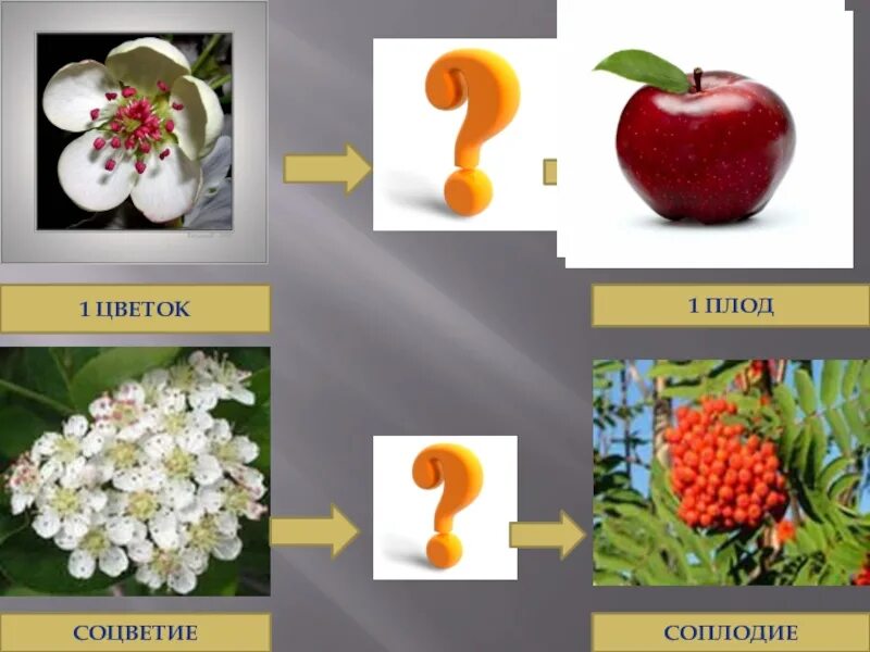 Цветок соцветие плод. Плод соплодие. Цветок и плод урок. Сложные плоды и соплодия. Простые плоды сложные плоды соплодия