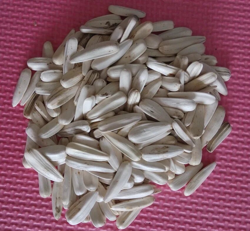 Виды семечек. Сорта семечек подсолнуха. Разные семена. Виды семечек. Название семечек всех видов.