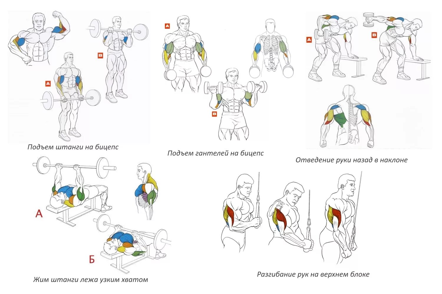 Как распределить группы мышц на неделю. Упражнения для развития мышечной массы. Упражнения на бицепс в тренажерном зале для мужчин. Базовые упражнения для набора мышечной массы. План тренировок для набора мышечной массы с гантелями.