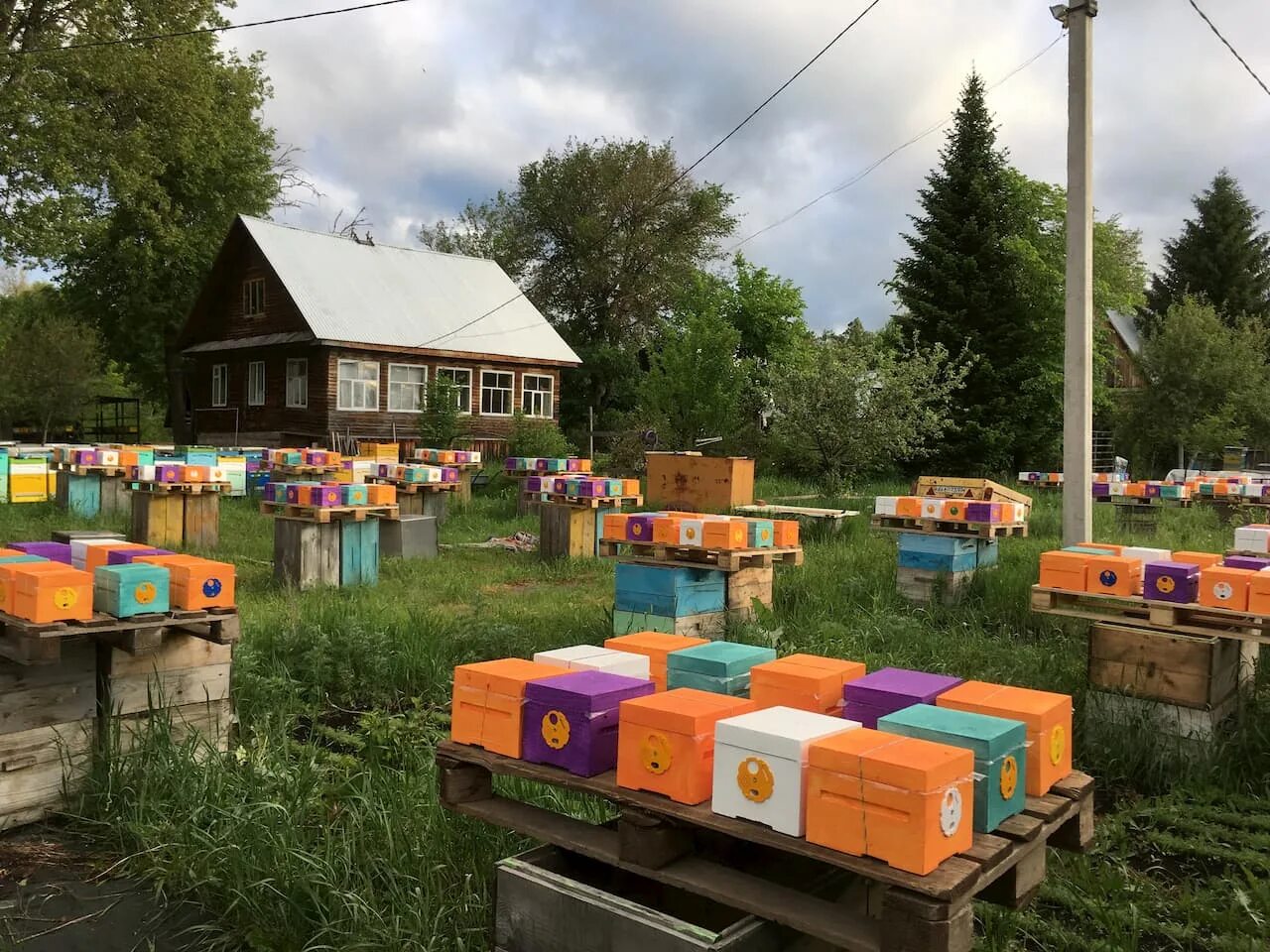 Ленинградская пасека. Ленинградская пасека. Пасика или пасека. Пасика или пасека. Крымская пчела.
