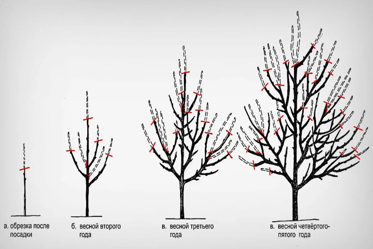 Схема обрезки плодовых деревьев. Формирующая обрезка кустарников. Быстрая обрезка. Обрезать абрикос осенью. Быстрая обрезка.