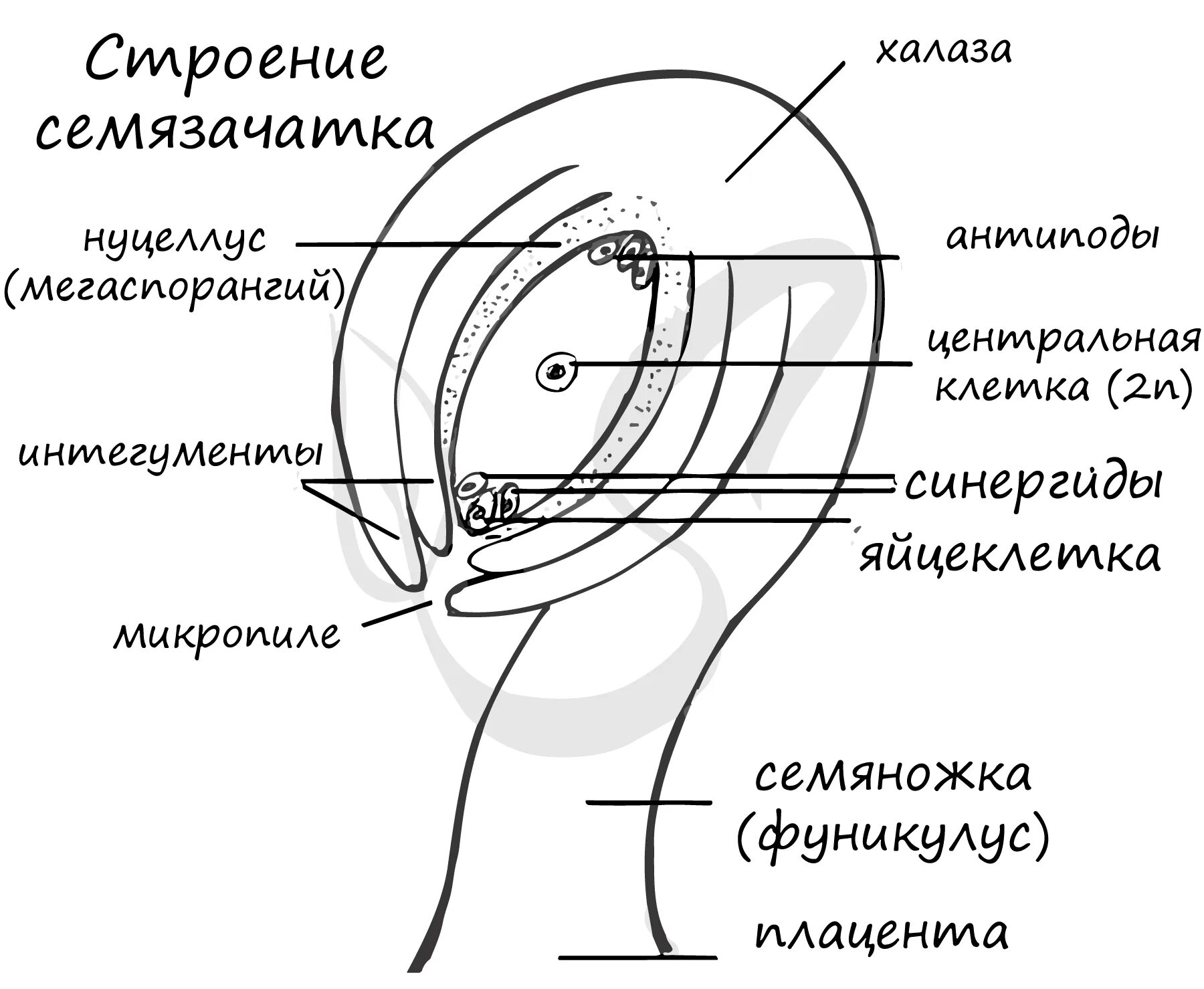 Каковы функции семязачатка. Строение цветка семязачаток. Семязачаток покрытосеменных растений. Строение и типы семязачатков. Строение семязачатка покрытосеменных растений.