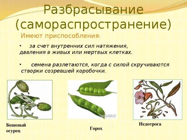 Приспособления растений к распространению плодов и семян. Фасоль как распространяются семена. Горох способ распространения плодов и семян. Приспособления растений для распространения семян. Распространение семян огурца