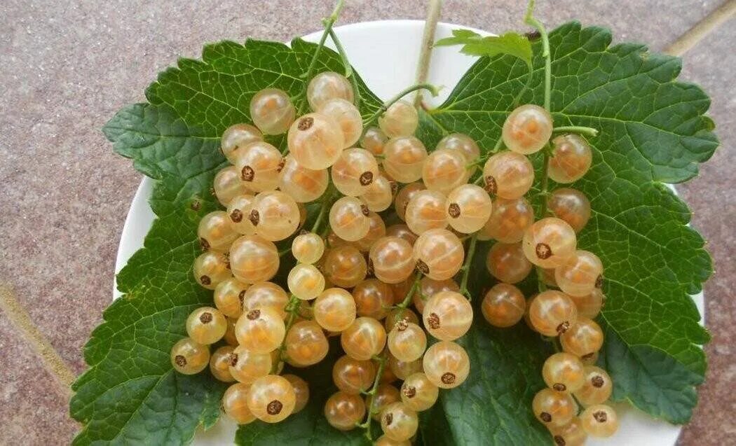 Смородина белая куст. Белая смородина цветы. Смородина белая версальская. Смородина макро. Белая смородина мичуринка.