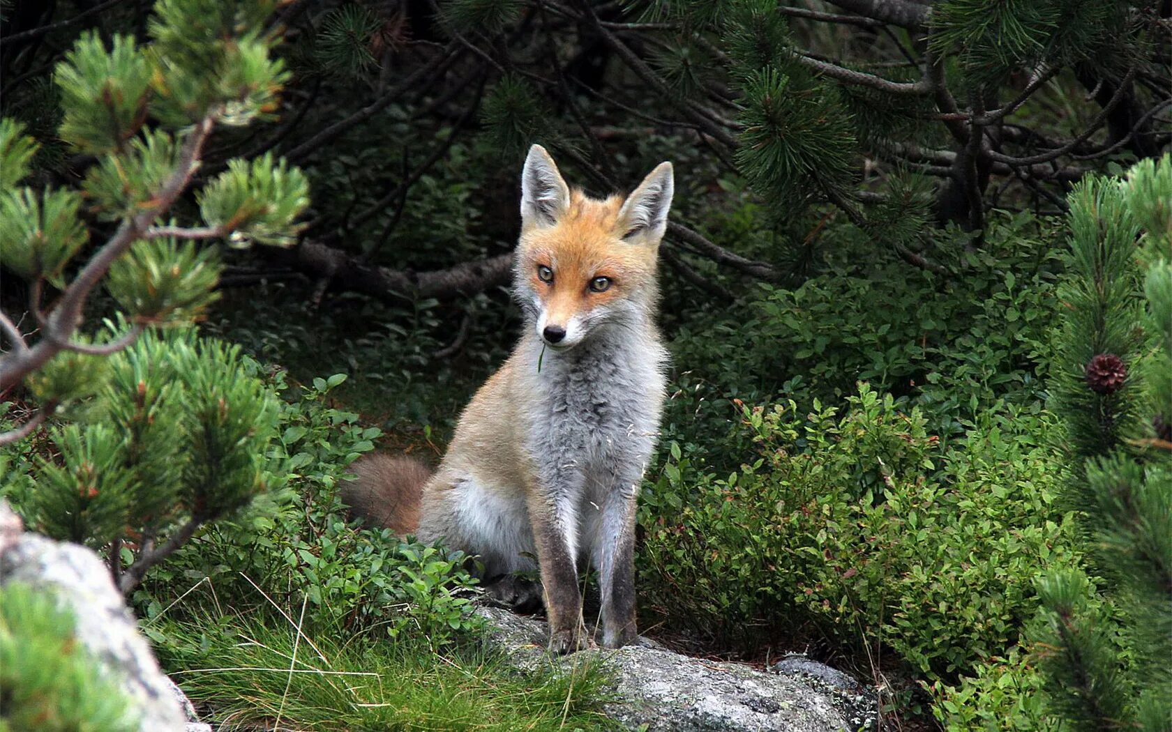 В какой природной зоне россии встречается лисица. Горная лиса Крыма. Широколиственные леса лиса. Лиса в широколиственном лесу. Таёжный Лис Taiga Fox.