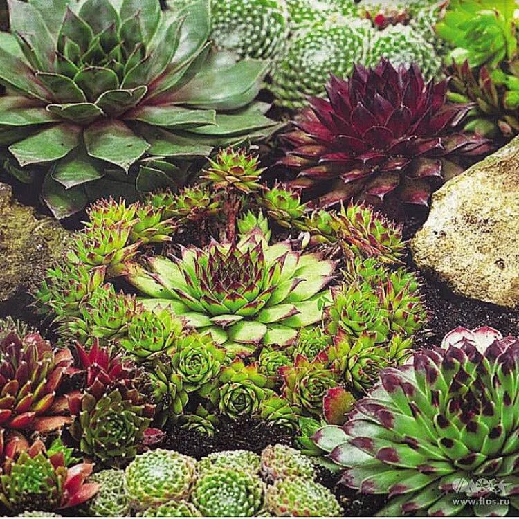 Молодило виды и сорта. Молодило живучка. альпийская живучка sempervivum. молодило малахит.