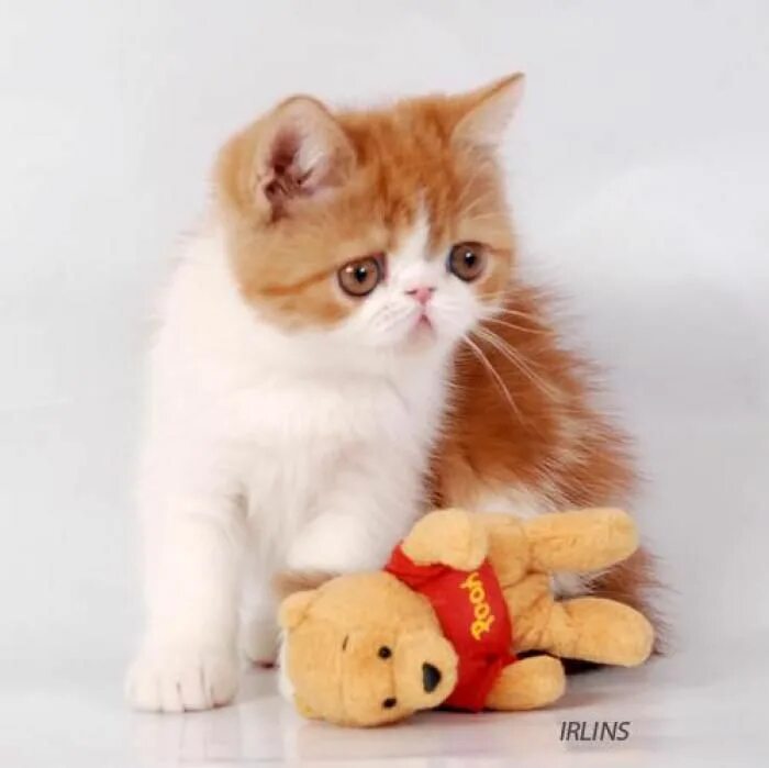 котята британские плюшевые голубые. котята бесплатно курск. шотландская вислоухая кошка экзот. пород котят и плюшевых котят и купить. персидская короткошерстная кошка экзот.