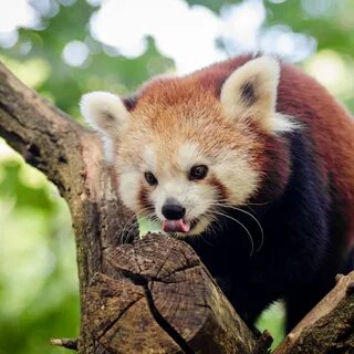 Small panda