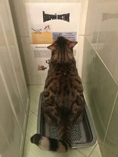 Коты юмор картинки