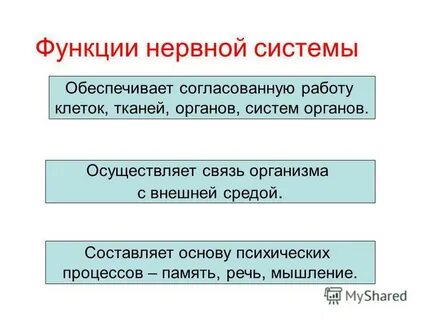 Как работает нервная система кратко
