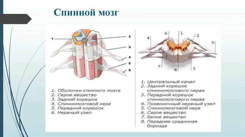 Центральный спинномозговой канал. Строение спинного мозга вид сбоку. Внутреннее строение спинного мозга срез. Поперечный срез спинного мозга биология 8 класс.