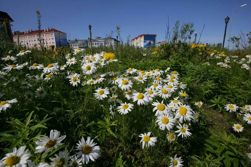 Чукотка ромашки. Певек ромашки. Певек ромашки фото. Певек город ромашек фото.