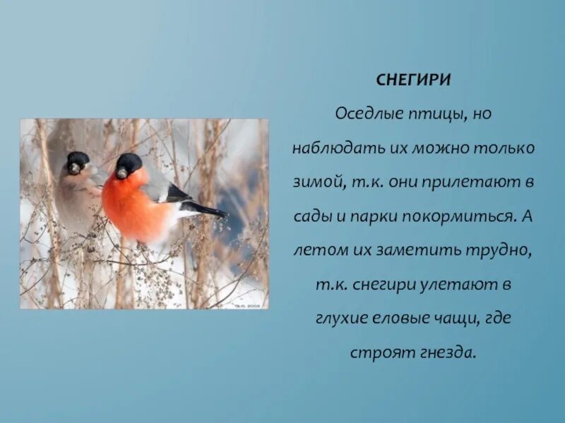 Где обитают снегири. Где летом обитают снегири в россии. Снегири улетают на лето или нет. Снегирь весной. Снегири на дереве.