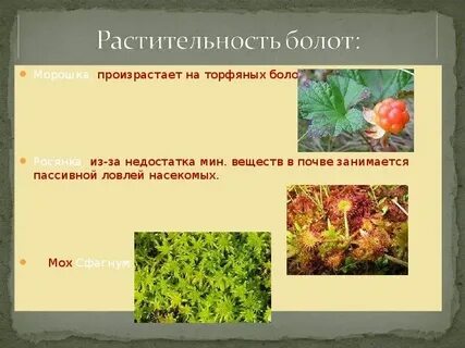 Преобладающая форма растений