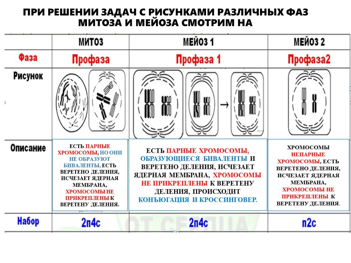 Фазы мейоза. Фазы митоза и мейоза ЕГЭ. Мейоз схема ЕГЭ. Митоз мейоз ЕГЭ. Сходство и различие мейоза и митоза таблица