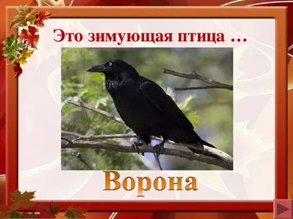 Ворона перелетная птица