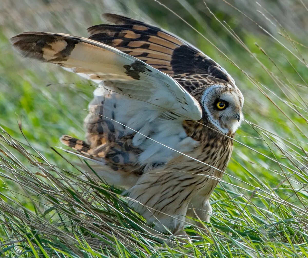 Сова болота. Сова болота. Сова болота. Сова болота. Болотная сова птенец.