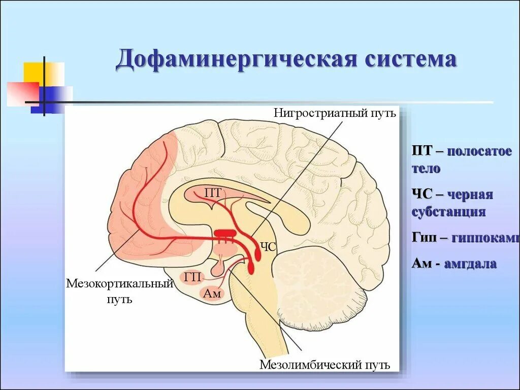 Мезолимбическая Дофаминовая система. Дофаминергическая система ствола мозга. Дофаминовые рецепторы лимбической системы. Мезокортикальная Дофаминовая система. Проведенные на головном мозге