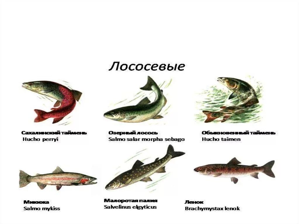 чавыча дикий лосось. отряд лососеобразные лососевые. форель карельская озерная. отряд лососеобразные семга. виды лососевых рыб.