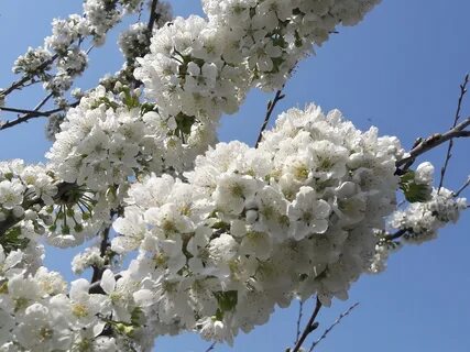 Цветение 2 месяца