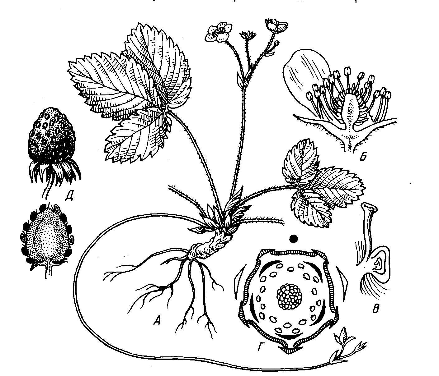 Земляника Лесная формула цветка. Андроцей земляники Лесной. Земляника Лесная диаграмма цветка. Диаграмма земляники Лесной. Семейства ботаника