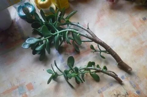 Денежное дерево корень в воде