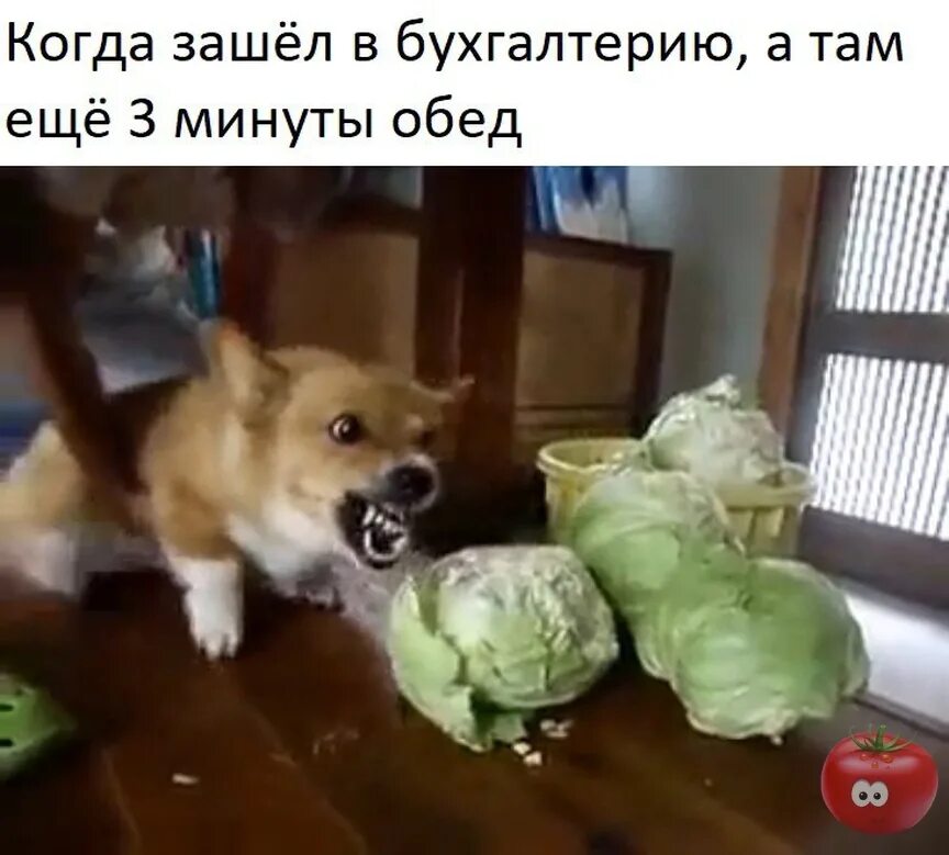 собака ест овощи и фрукты. едят ли собаки капусту. собака в огороде. животные в капусте. капуста и собака гиф.