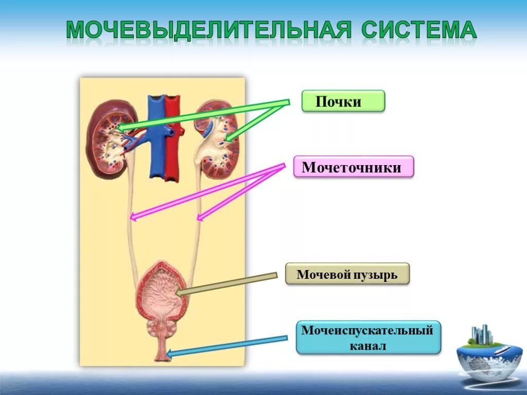 Мочевыделительная система почки мочеточники. Выделительная система презентация анатомия. Строение почки 8 класс биология. Строение мочевыделительной системы 8 класс биология. Выделение строение и функции мочевыделительной системы презентация