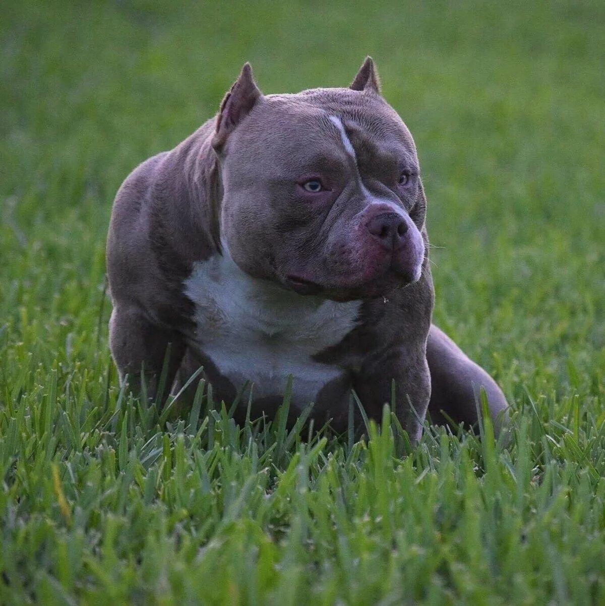 Бул доп. Ред булл 0,473л энергетический. Бул доп. Тачдаун булл. Red bull 1984.