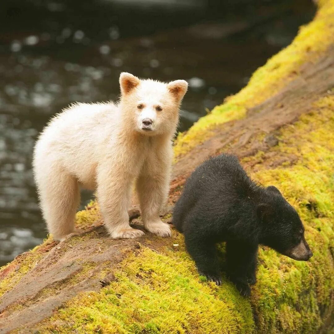 Барибал северной америки. Гималайский медведь и барибал. Черный бурый белый медведь. Барибал медвежонок. Черный бурый белый медведь.