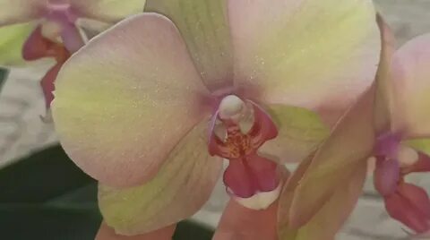 Сары орхидеяның фотосуреттері