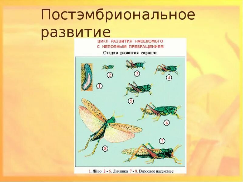 Постэмбриональный период развития прямое и Непрямое развитие. Периоды постэмбрионального развития животных. Постэмбриональный период типы развития. Постэмбриональный период схема.