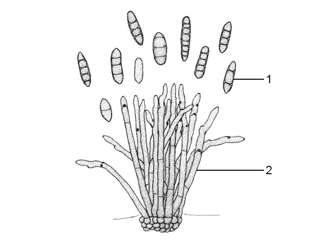 Спороношение это. Конидии Fusarium. Грибы фузариум конидиеносцы. Helminthosporium спороношение. Cladosporium длинные конидии.