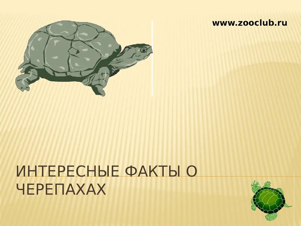 Презентация про черепаху. Интересные черепахи. Интересные факты о черепахах. Интеремноео чеоепахах. Забавные факты о черепахах.