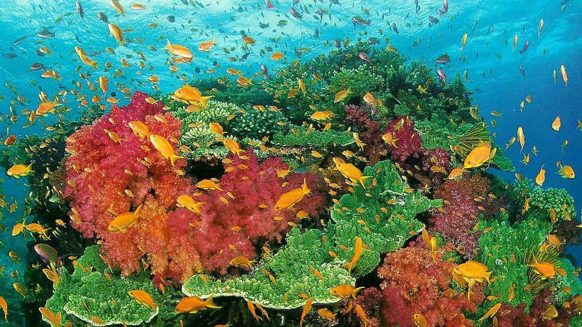 Красные водоросли глубина. Риф коралловый 54546. Водоросли большого барьерного рифа. Большой Барьерный риф подводный мир. Бегония коралловый риф.