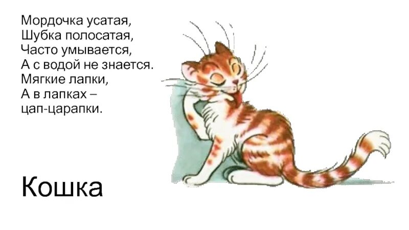 Часто умывается а с водой не знается. Мордочка усатая шубка полосатая часто умывается а с водой не знается. Мягкие лапки а в лапках царапки. Мягкие лапки, а в лапках - ЦАП-царапки..