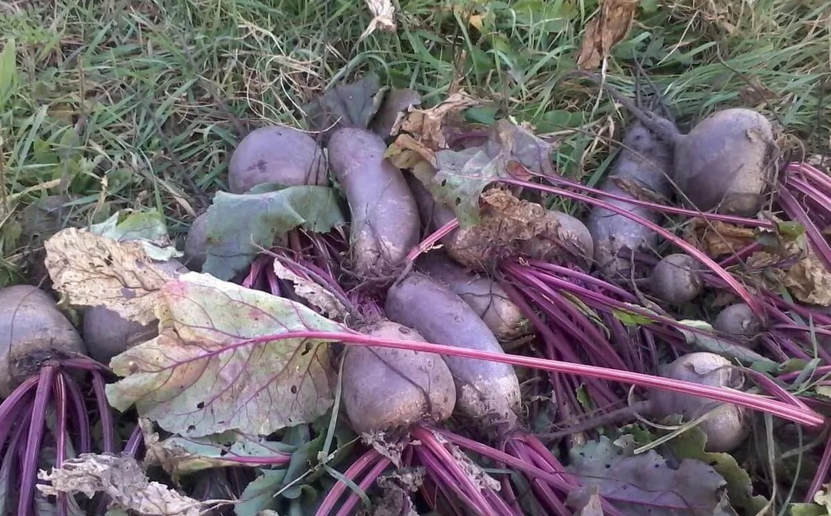 Урожай свеклы. Уборка столовой свеклы. Хранение свеклы. Свекла в огороде.