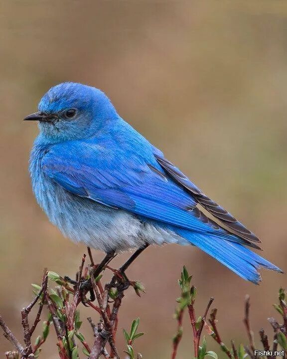 Синяя птица памира. Синяя птица. Птица с синим оперением. Птичка с голубым оперением. Птичка с голубым брюшком.