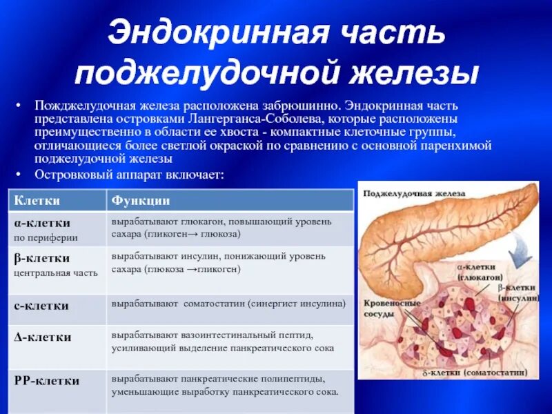 Поджелудочная железа строение гормоны функции. Эндокринная функция поджелудочной железы. эндокринная строение поджелудочной железы. экзокринный отдел поджелудочной железы. строение эндокринного аппарата поджелудочной железы.