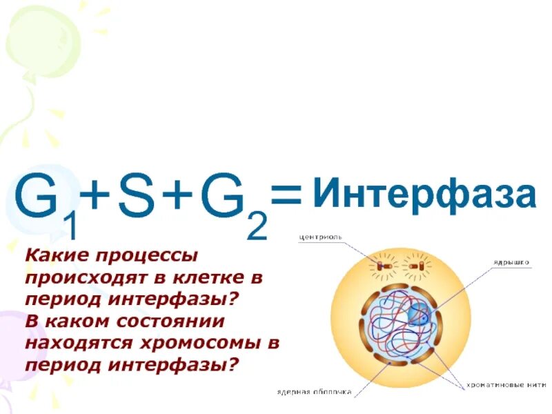 Где происходит интерфаза. Интерфаза g2 процессы. интерфаза клетки процессы. клетка в период интерфазы. хромосома в период интерфазы.