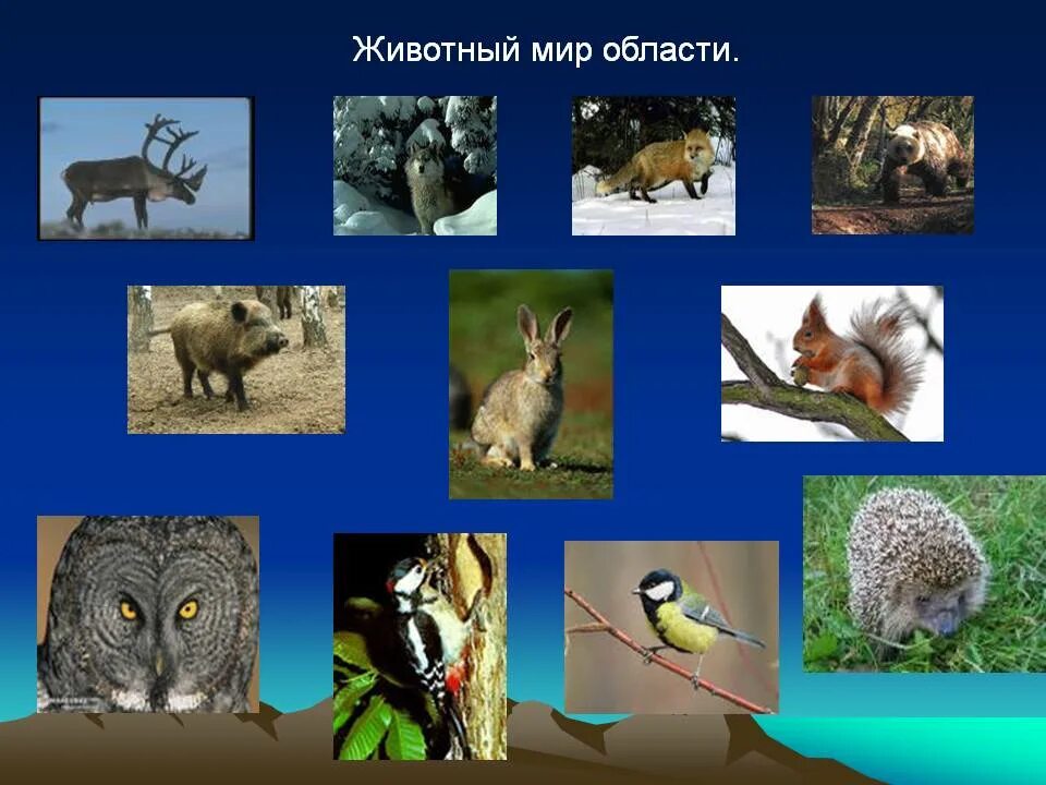 Животные родного края" © Детский сад № 2 г. Червеня