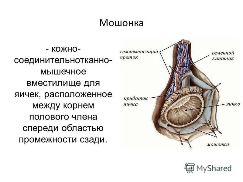 Семенной канатик анатомия. Семенной канатик анатомия строение. Строение яичка анатомия. Придатки яичек строение и функции. Семенники топография.