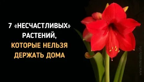 Можно ли держать розу дома приметы
