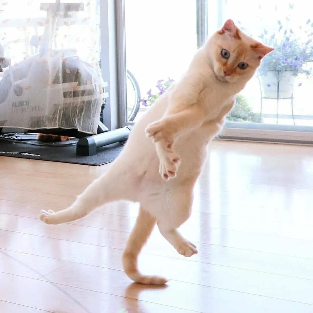Now only cats will follow me
