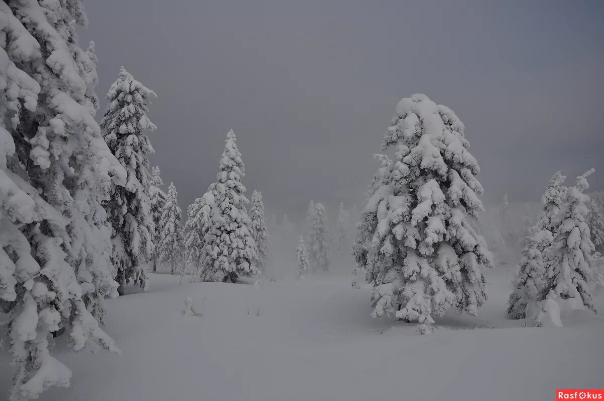 Зимний лес метель. Снежная буря в лесу. Метель в лесу. Метель фото. Метель в тайге