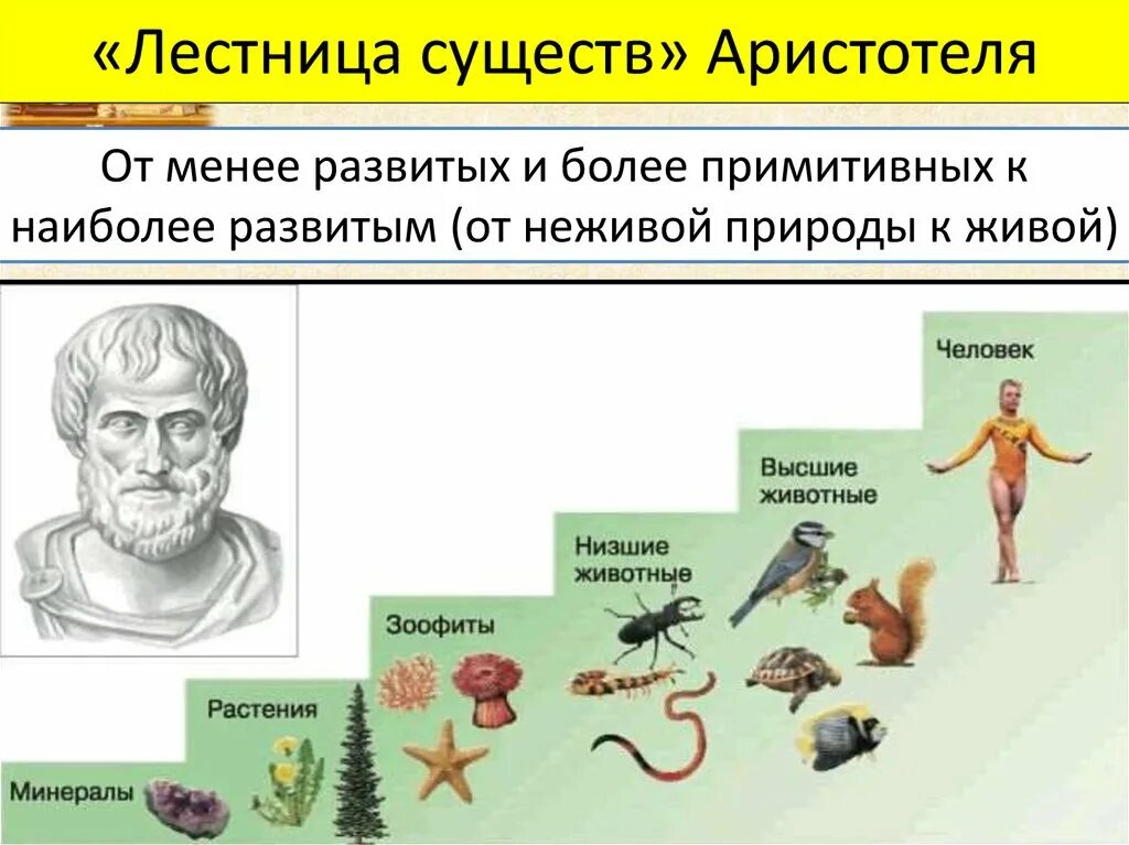 Какое первое живое существо на земле. Лестница жизни биология Аристотель. Аристотель и его лестница существ. Лестница существ Аристотеля картинка. Систематика животных Аристотеля.