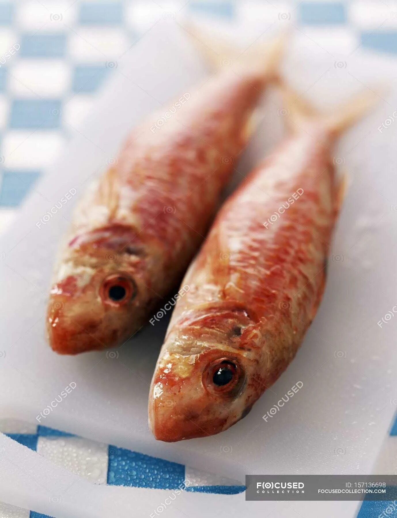 Красная кефаль моне. Красная кефаль барабулька. Красная кефаль. Barbunya red mullet. Лобань черноморская рыба.