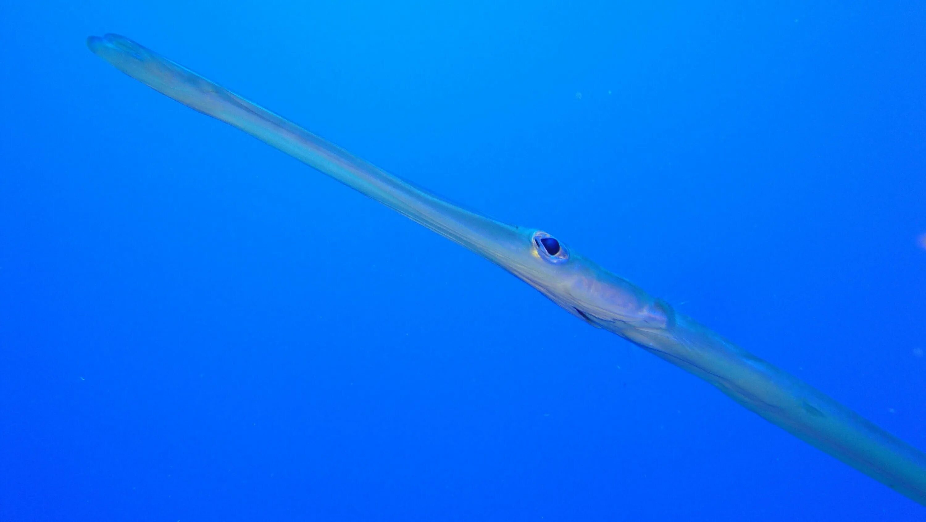 Рыба палка. Флейта игла рыба. Рыба палка. Рыба флейта красное море. Рыба игла куба.